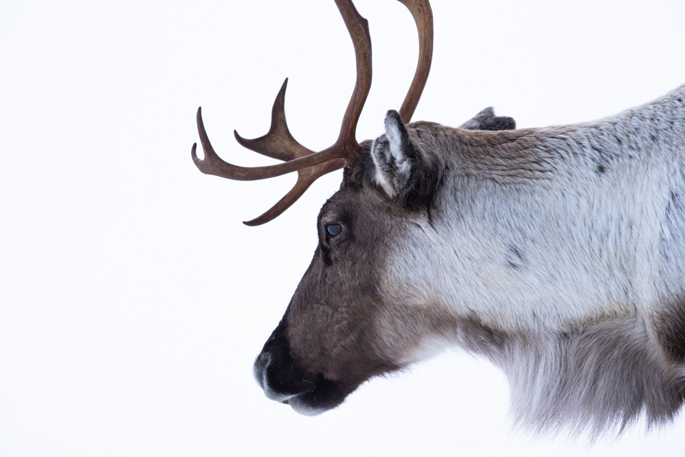 Reindeer - Norwegian Flagship species