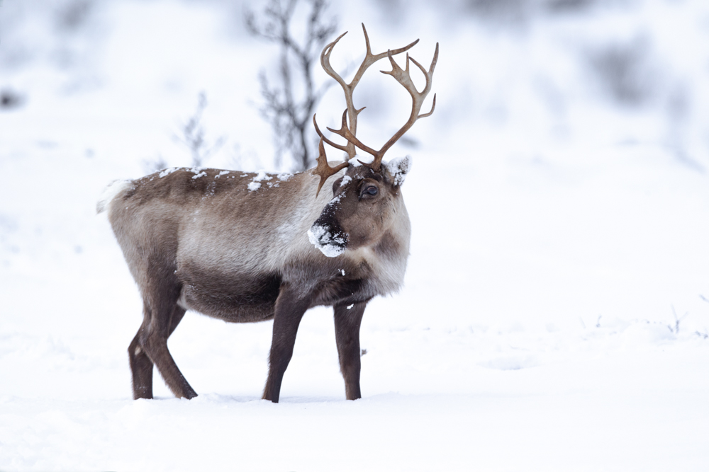 Reindeer - Flagship species in snow landscape Northern Norway. Deer Stock Pictures © Piet van den Bemd