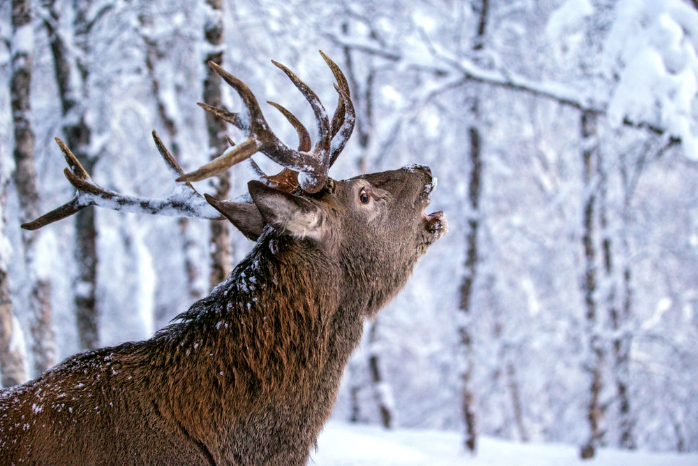 Red Stag, Deer Reindeer - Flagship specie in snow landscape Northern Norway. Deer Stock Pictures © Piet van den Bemd