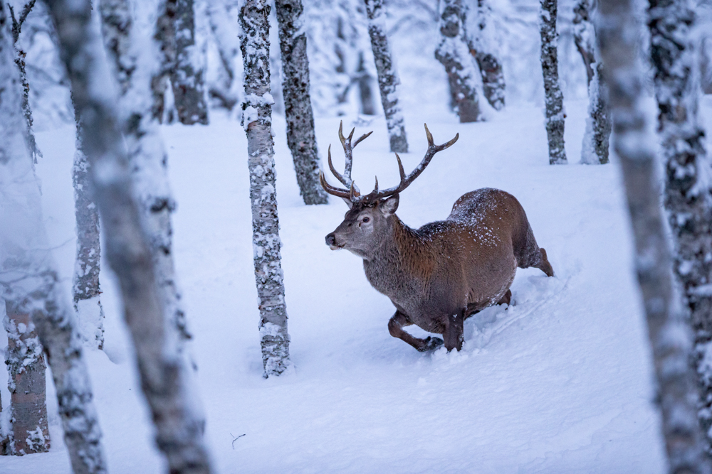 Red Stag in Winter