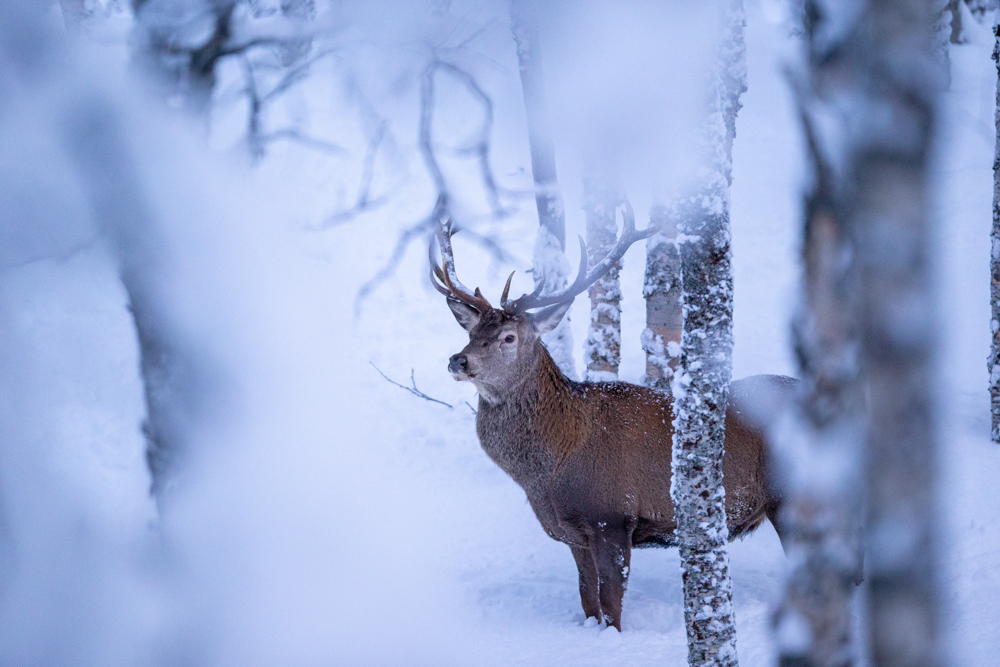 Red Stag in Winter