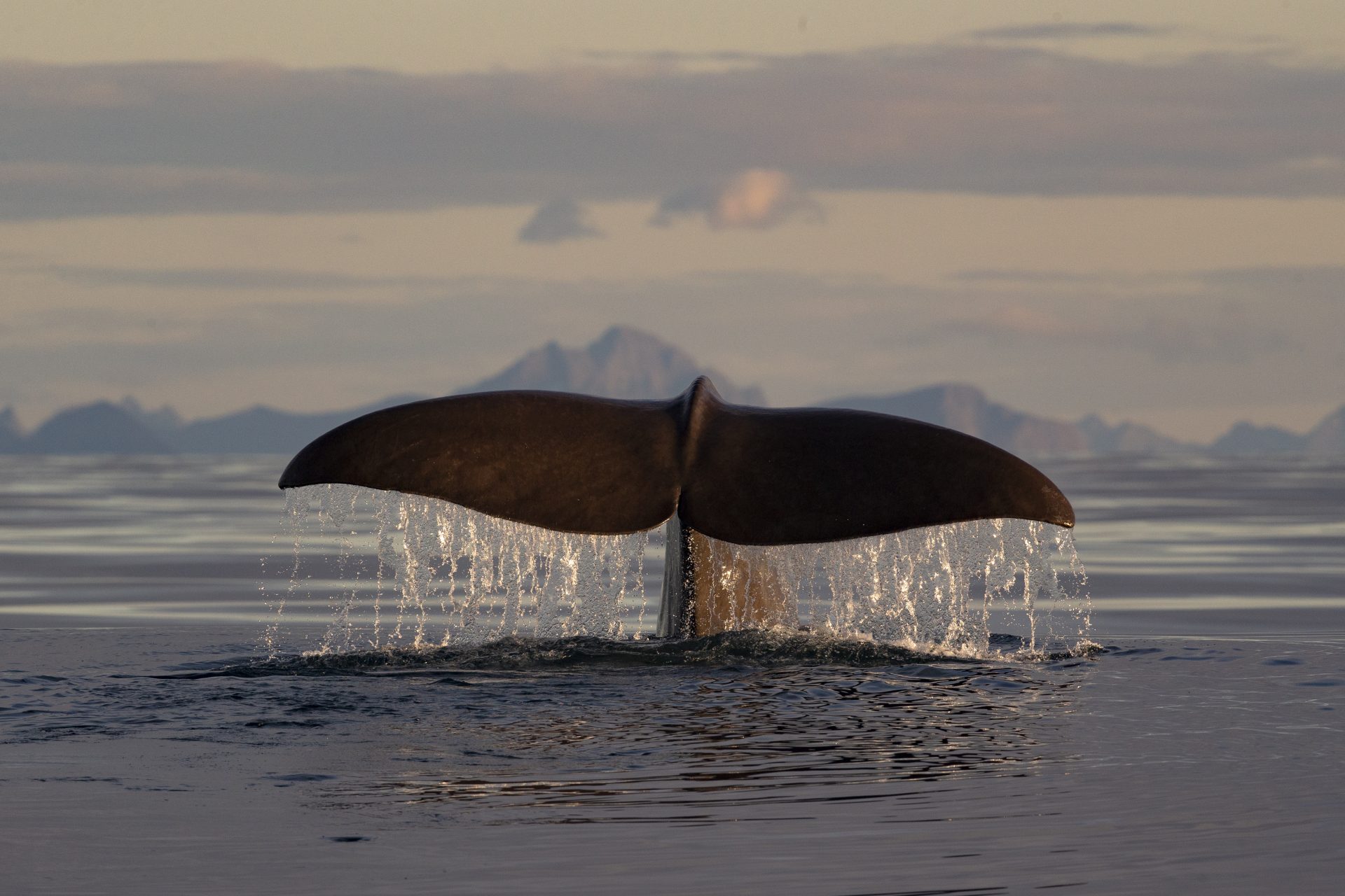 Humpback Whale tail Natural High green sustainability nature and wildlife tours travel packs