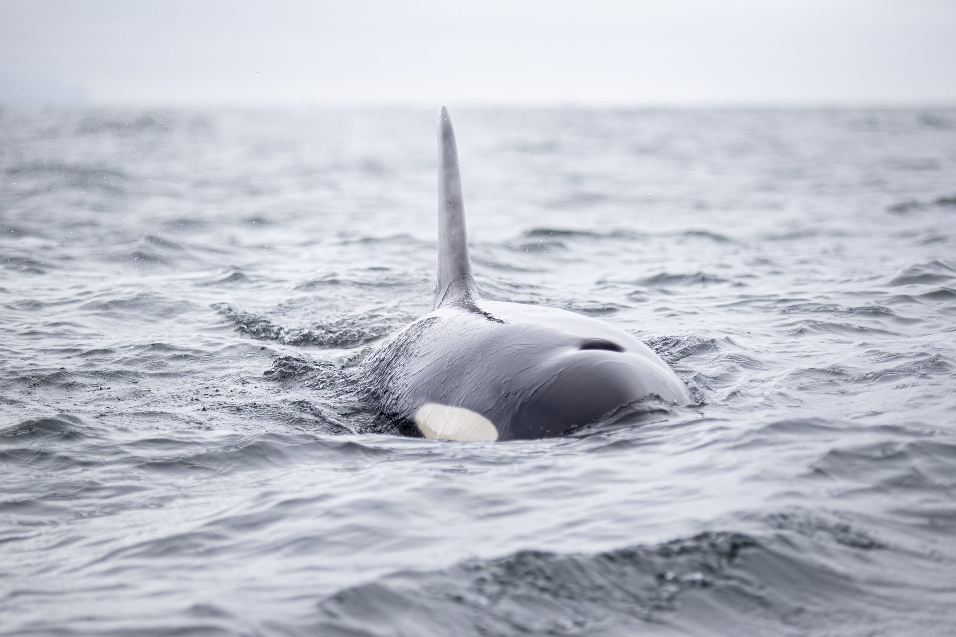 The perfect shot of the Orca blowhole close at sea. Be an ORCA Sound is everything. photo by Piet van den Bemd©