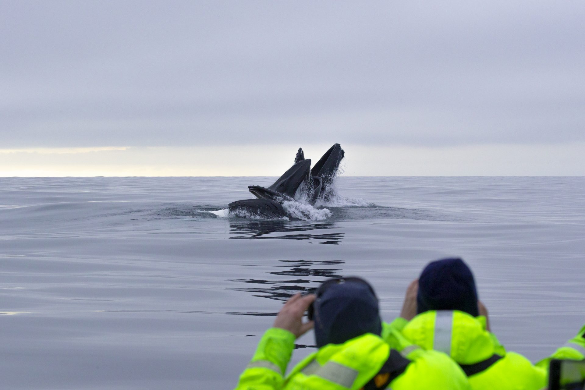 Observing Humpbacks Whales & Orcas Natural High