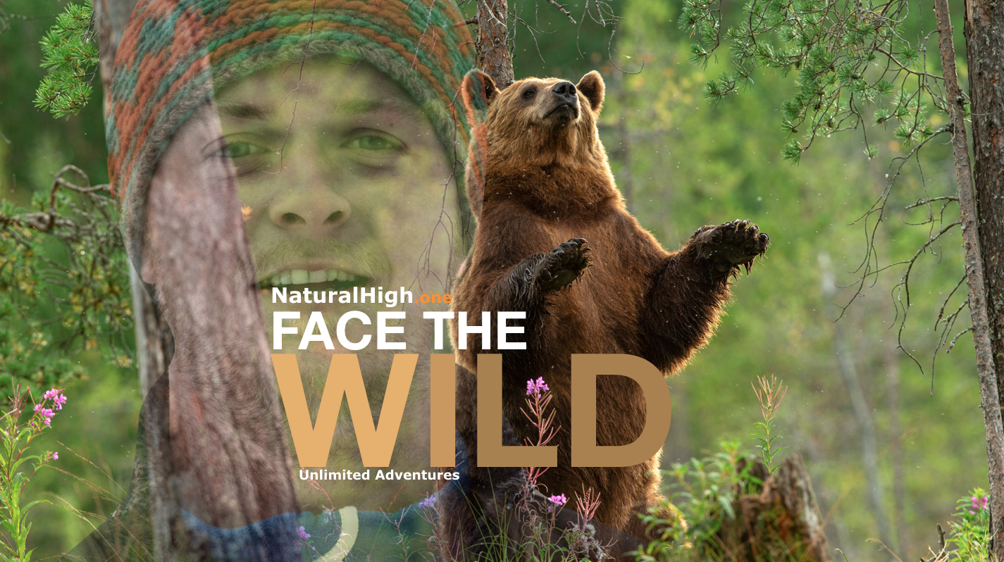 Brown Bear; wilderness; wildlife